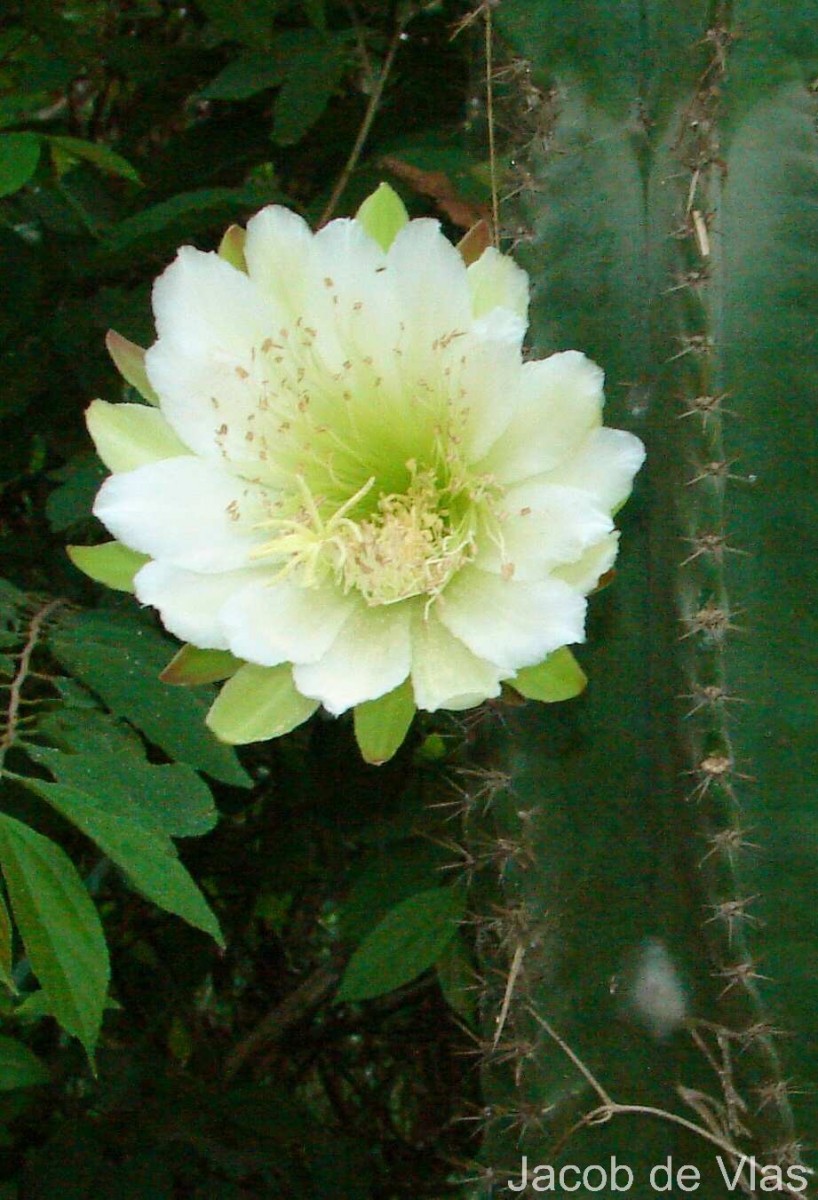 Cereus repandus (L.) Mill.